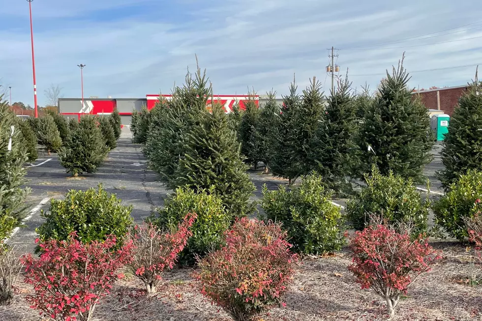 5 Spots to Buy Christmas Trees In and Around West Alabama This Week