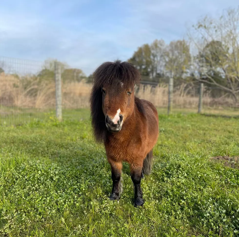 West Alabama’s Escaped Pony Stars in New Commercial